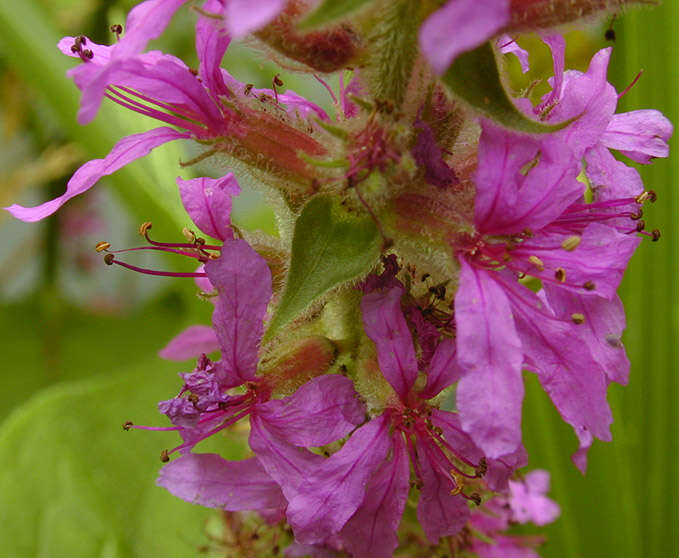 Image of Purple Loosestrife