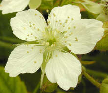 Image of Dewberry