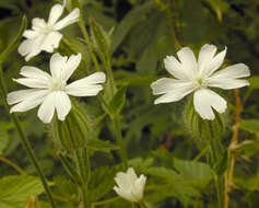 Image de Silene latifolia Poir.