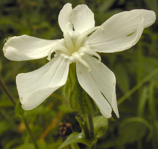 Image de Silene latifolia Poir.