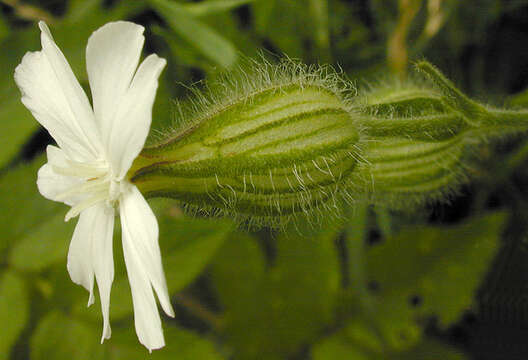 Image of Bladder Campion