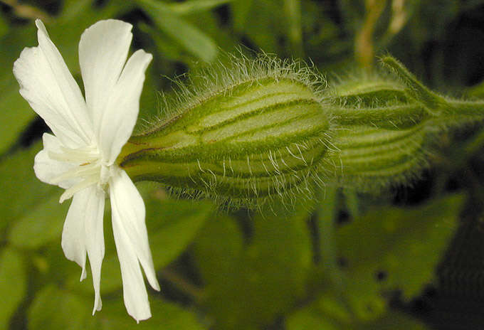 Image de Silene latifolia Poir.