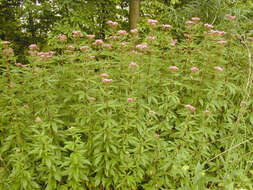 Image of hemp agrimony