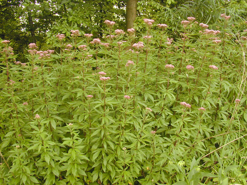 Image of hemp agrimony