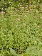 Image of hemp agrimony