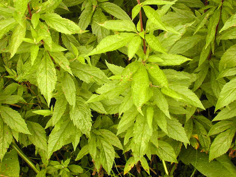 Image of hemp agrimony