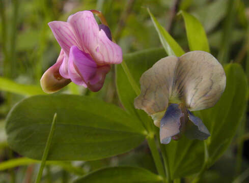 Lathyrus linifolius (Reichard) Bassler resmi