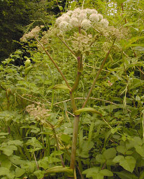 Angelica sylvestris L. resmi