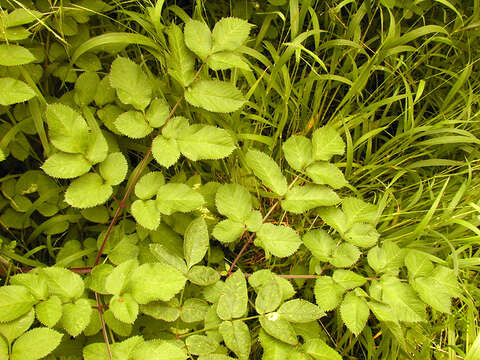 Angelica sylvestris L. resmi