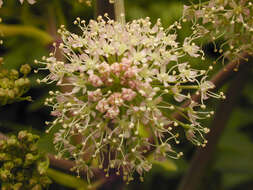 Image of wild angelica