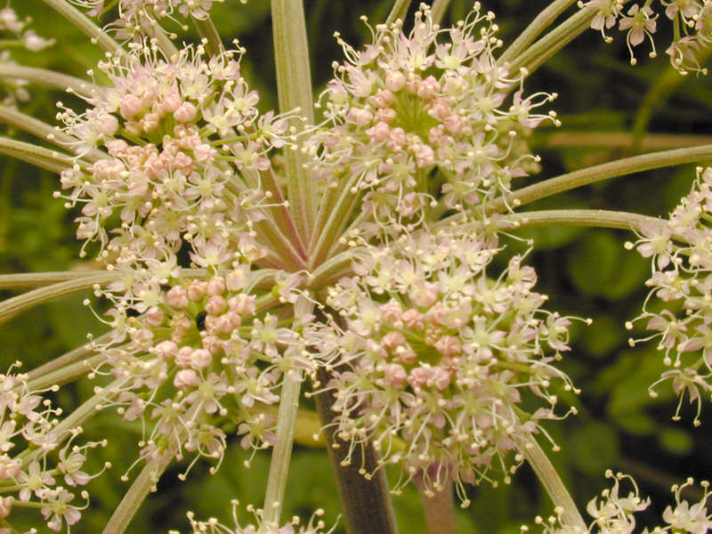 Angelica sylvestris L. resmi