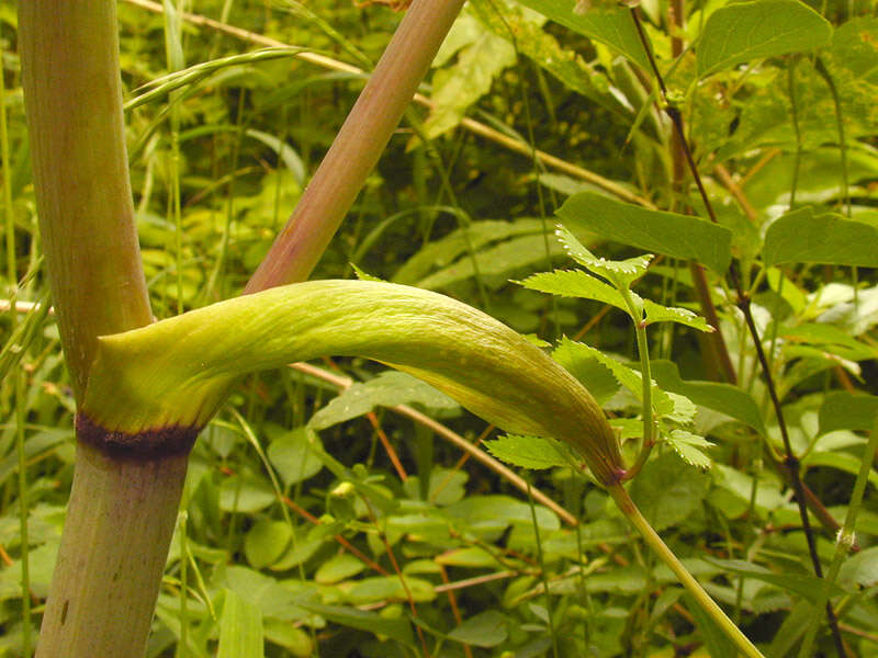 Angelica sylvestris L. resmi