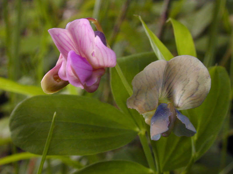 Lathyrus linifolius (Reichard) Bassler resmi