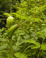 Image of wild angelica