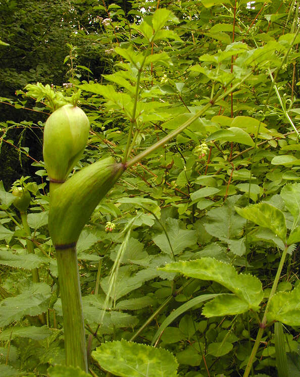 Angelica sylvestris L. resmi