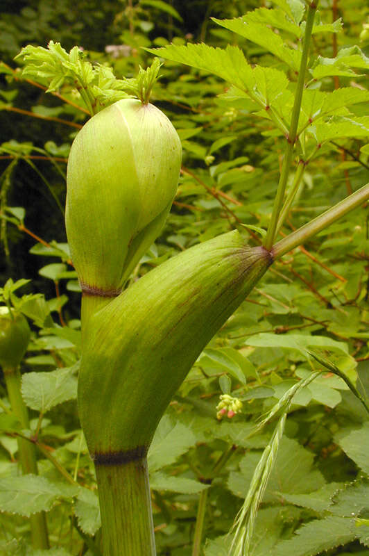 Angelica sylvestris L. resmi