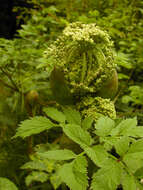 Image of wild angelica