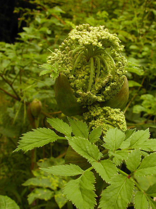 Angelica sylvestris L. resmi