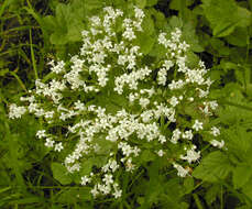 Image of Valeriana officinalis subsp. sambucifolia (J. C. Mikan ex Pohl) Wirtg.