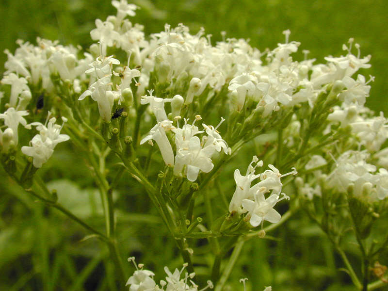 Image of Valeriana officinalis subsp. sambucifolia (J. C. Mikan ex Pohl) Wirtg.