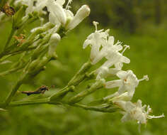 Image of Valeriana officinalis subsp. sambucifolia (J. C. Mikan ex Pohl) Wirtg.