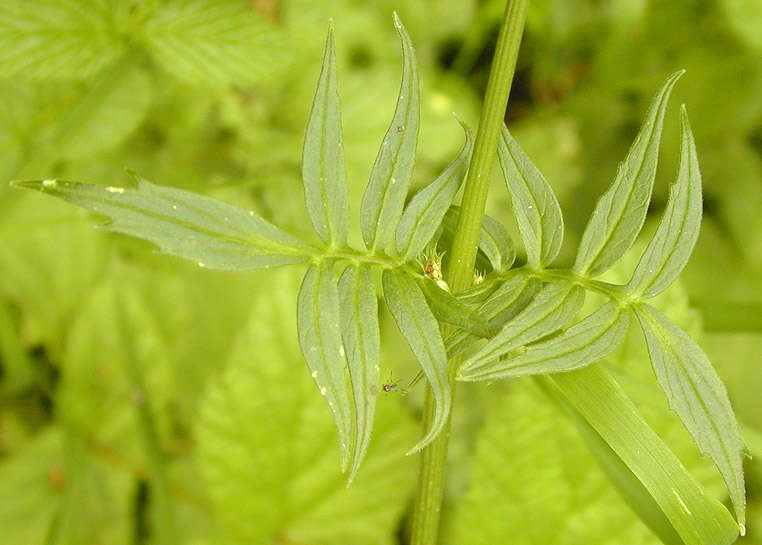 Image of Valeriana officinalis subsp. sambucifolia (J. C. Mikan ex Pohl) Wirtg.