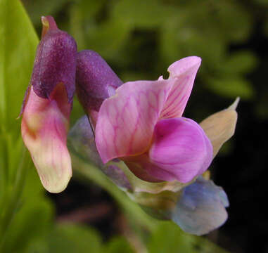 Lathyrus linifolius (Reichard) Bassler resmi