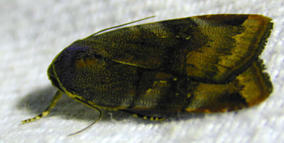 Image of lesser broad-bordered yellow underwing