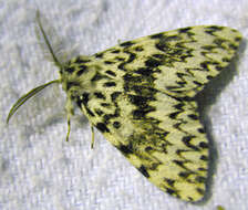 Image of Black Arches