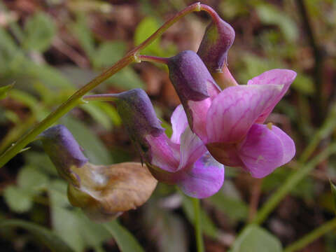 Lathyrus linifolius (Reichard) Bassler resmi