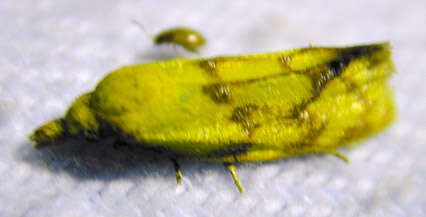 Image of Agapeta hamana Linnaeus 1758