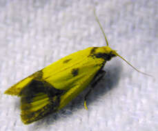 Image of Sulfur knapweed root moth