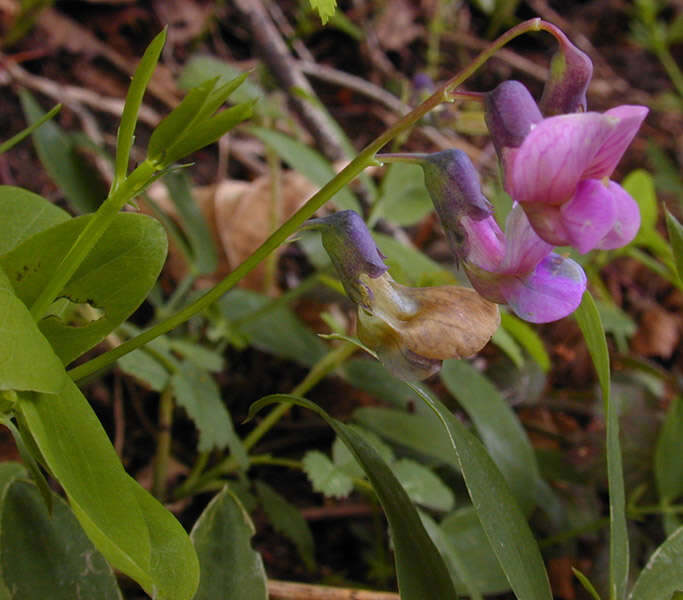 Слика од Lathyrus linifolius (Reichard) Bassler