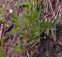 Image of bitter vetch