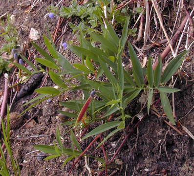 Lathyrus linifolius (Reichard) Bassler resmi