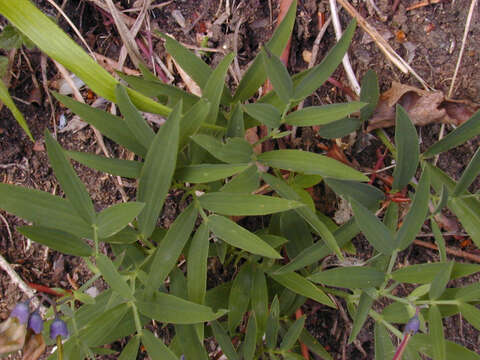 Lathyrus linifolius (Reichard) Bassler resmi