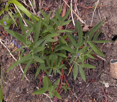 Lathyrus linifolius (Reichard) Bassler resmi