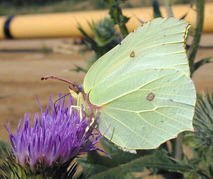 Imagem de Gonepteryx rhamni (Linnaeus 1758)