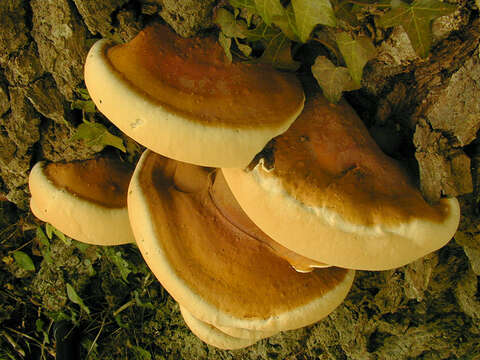 Image of Ganoderma resinaceum Boud. 1889