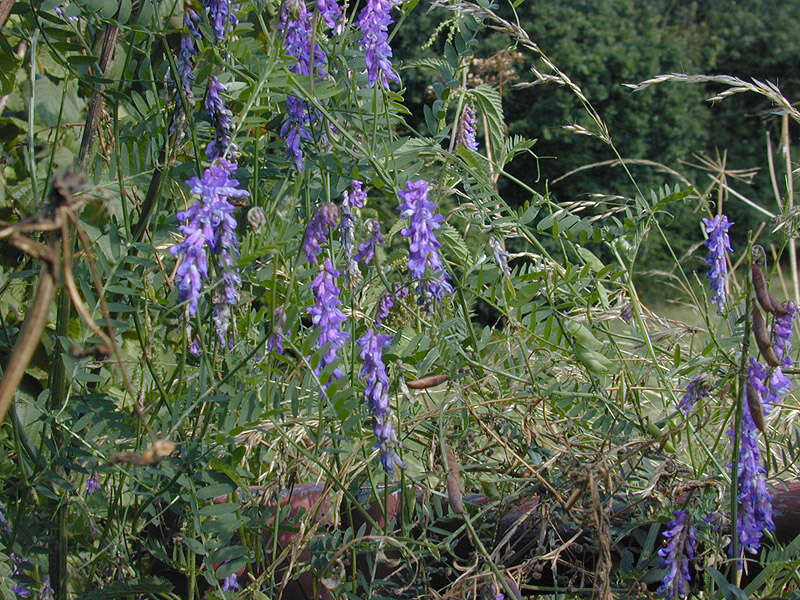 Image of bird vetch