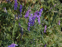 Image of bird vetch