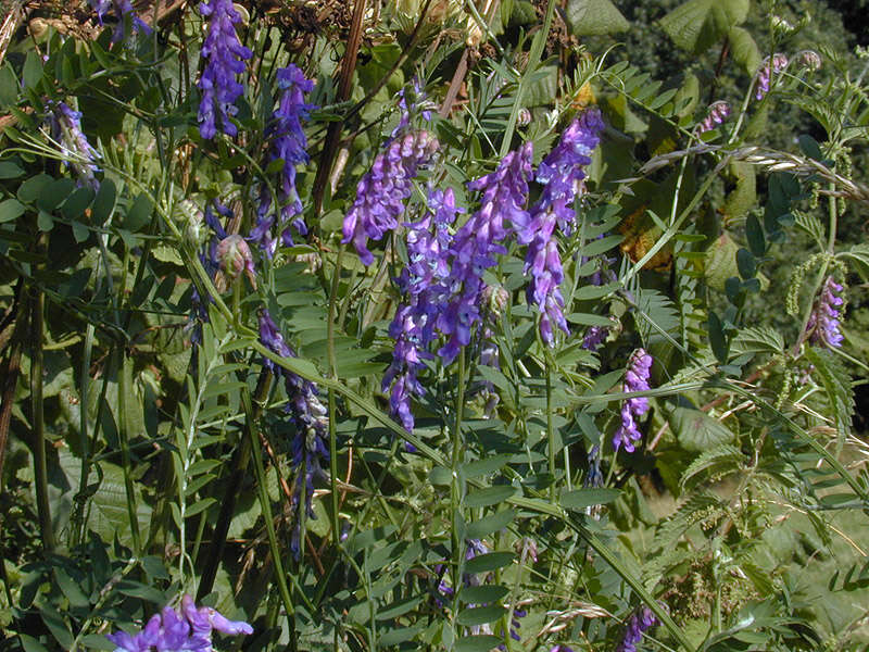 Image of bird vetch