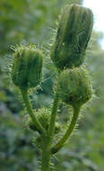 Image of field sowthistle