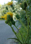 Image of field sowthistle