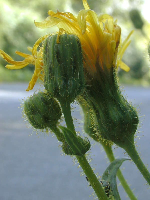 Image of field sowthistle