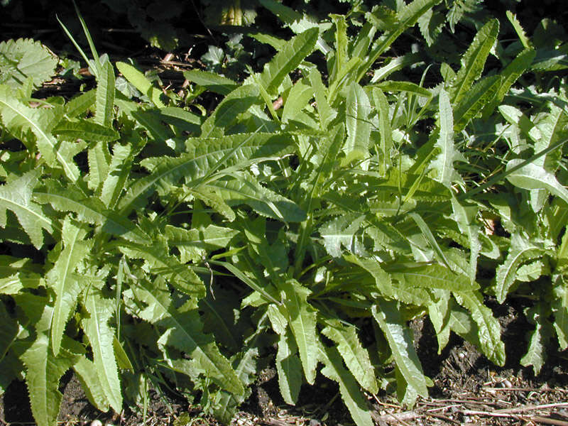 Image of field sowthistle