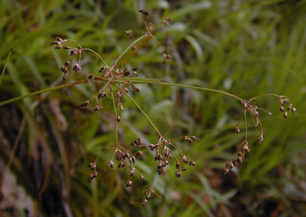 Imagem de Luzula sylvatica (Hudson) Gaudin