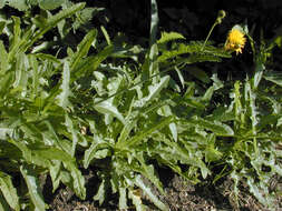 Image of field sowthistle