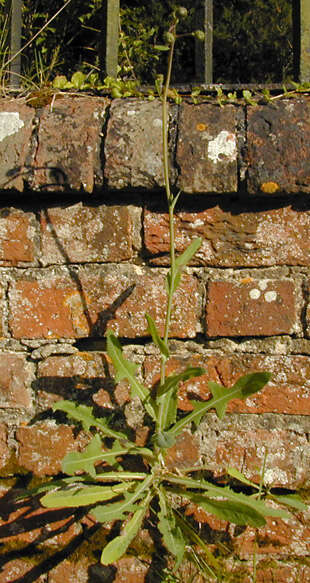 Image of field sowthistle