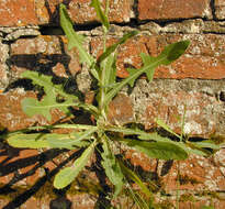 Image of field sowthistle